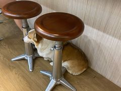 -Tequila Espresso(嘉善路店)
