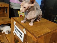 -more than meow吴止猫主题餐厅(承德 中船汇店)