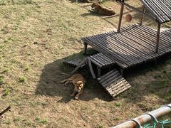 -青藏高原野生动物园