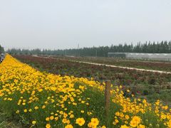 -上海长兴岛郊野公园