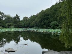 -香山公园