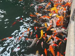 -南宫五洲植物乐园