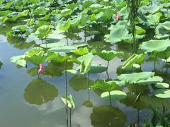 -荷塘月色湿地公园·向阳花洲