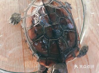 快过年了，工作太忙，昨天发现龟粮没有了 幸好是冬天