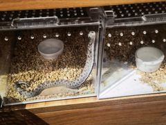 -酷以爬仙阁实体爬宠店·守宫·蜥蜴·专业繁育