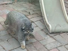 -青藏高原野生动物园