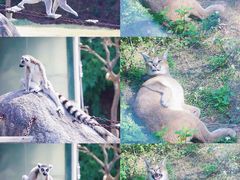 -泉州海丝野生动物世界