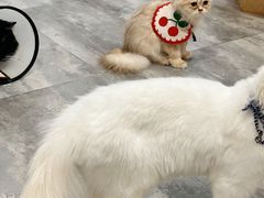 -楼上猫咖(罗湖店)