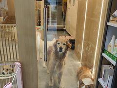 -奶牛家宠物酒店(嘉宏云顶店)