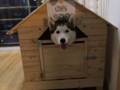 -Husky Go! 哈士奇体验馆·宠物咖啡厅狗咖