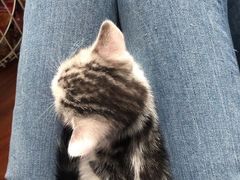 -Pets First伊珊娜洗护·精致美容·家庭式寄养(新会路店)