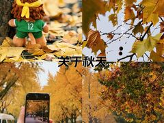 -三里屯东五街银杏大道