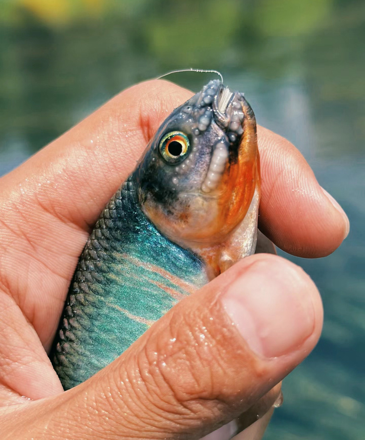 这只算不算溪哥中的吴彦祖