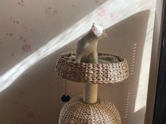 -喵百万·布偶·蓝金金渐层英短·猫舍(百子湾店)