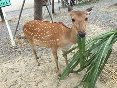 -鹿境梅花鹿生态园区