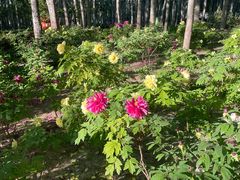 -仁和公园(顺义区)