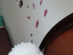 -波姐宠物家庭寄养