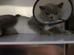 -拜鲁耶动物诊疗中心·宠家动物医院