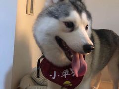 -Husky Go! 哈士奇体验馆·宠物咖啡厅狗咖