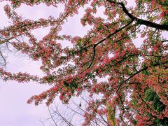 -成都南湖公园