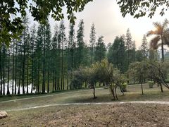 -三水森林公园