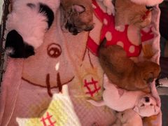 -哈尔滨道外花鸟鱼市场