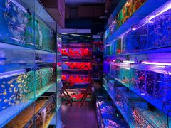 -青石桥花鸟鱼虫市场(叠翠城店)