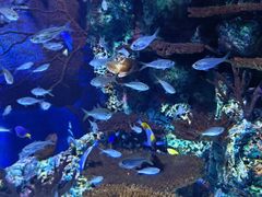 -上海海洋水族馆