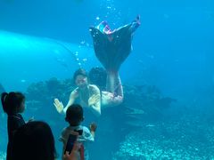 -海棠湾洲际-涛·海底餐厅·美人鱼·自助餐·海底隧道