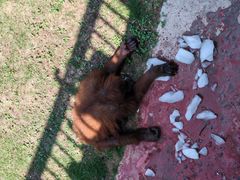 -西霞口神雕山野生动物世界