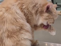 -安格丽娜·狗咖·猫咖羊驼咖(春熙路百盛商场店)