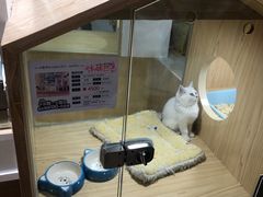 -屋虎猫馆(宝安大仟里店)