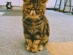 -米宠家·撸猫猫咖小萌宠·猫咪洗澡·猫咪寄养(高新大都荟店)