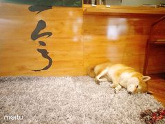 -柴务处·柴犬主题狗咖