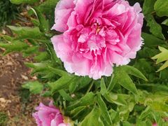 -海底捞火锅(牡丹园店)