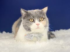 -爱洗澡的猫(天河路店)