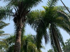 -西双版纳原始森林公园