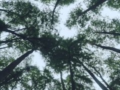 -上海共青森林公园