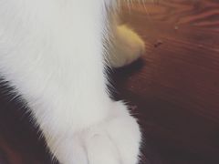 -名猫咖啡馆·撸猫·拼豆