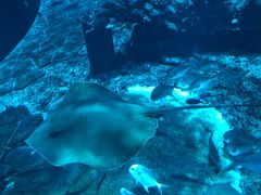 -海棠湾洲际-涛·海底餐厅·美人鱼·自助餐·海底隧道