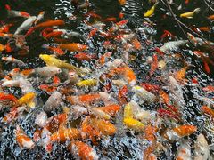 -南宫五洲植物乐园