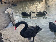 -祥源·阜阳生态乐园