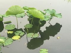 -莱西月湖公园