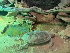 -广州长隆飞鸟乐园