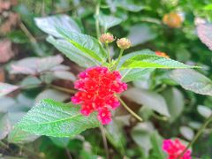 -谷咖啡·鲜花绿植花园餐厅