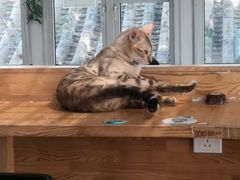 -猫小院猫主题咖啡厅(北锣店)