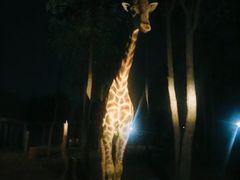 -清迈夜间动物园
