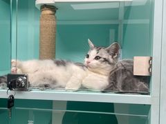 -猫宠乐园·专业洗护