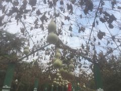 -东方巨龟苑景区