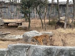 -武汉动物园